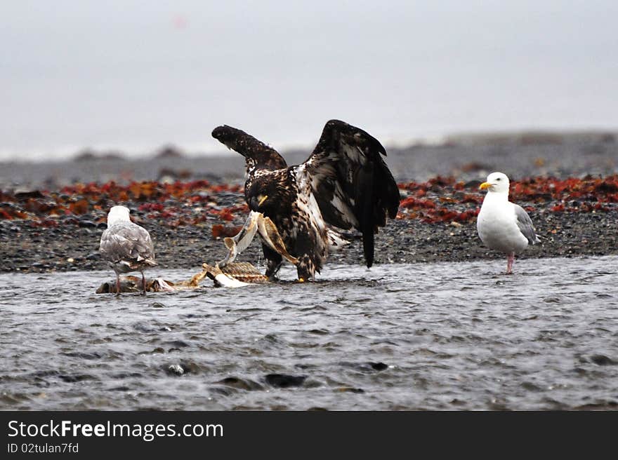 Bald Eagle