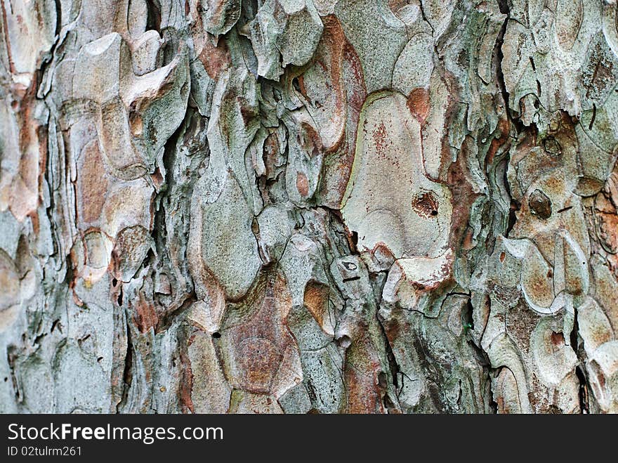 Bark of a pine, close-up