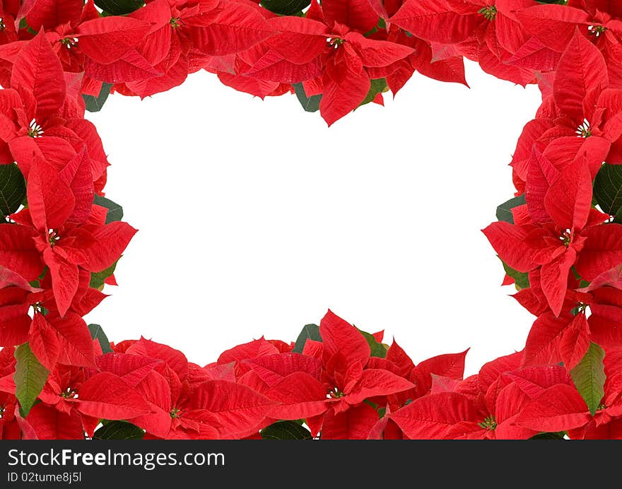 Red poinsettia isolated on a white background