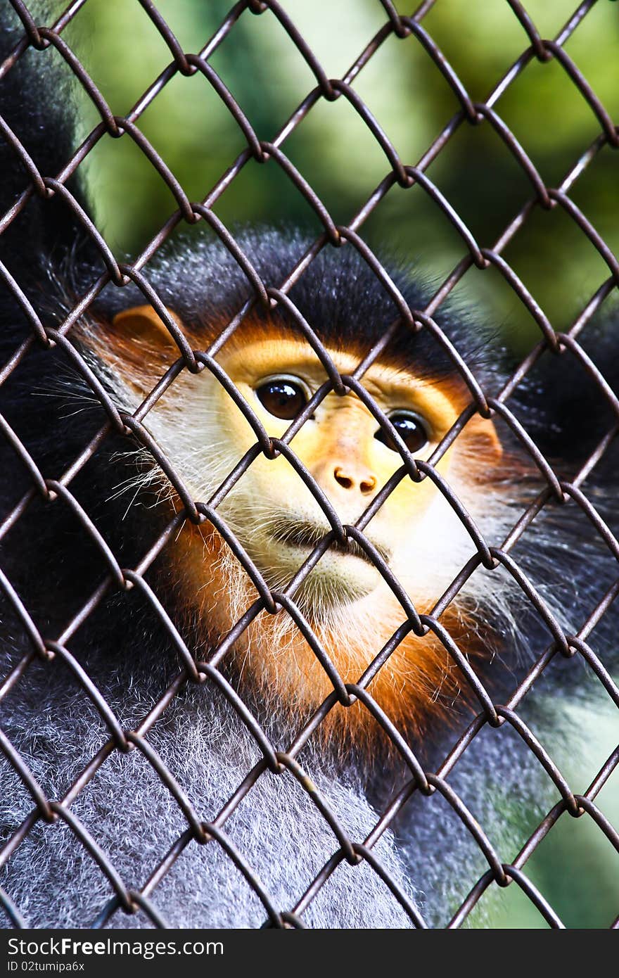 Monkey in steel cage at the zoo. Monkey in steel cage at the zoo