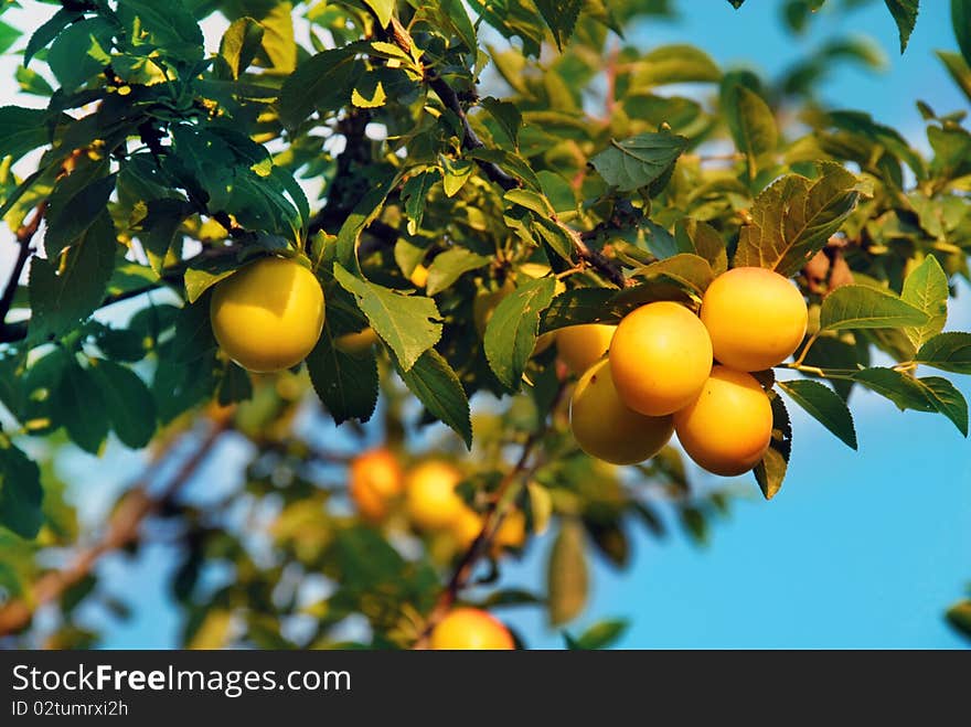 Ripe yellow juicy plums growing on tree over blue sky. Ripe yellow juicy plums growing on tree over blue sky