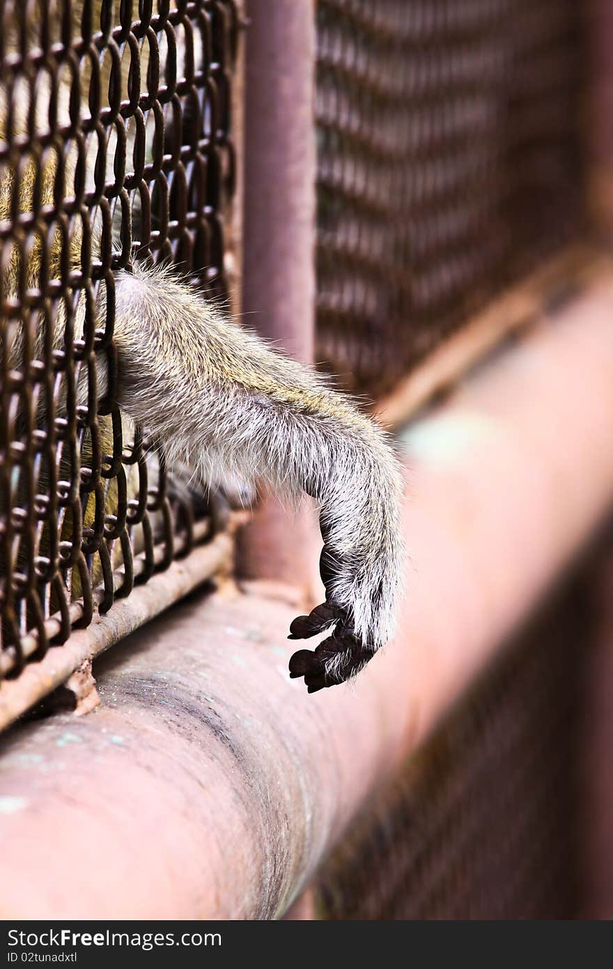 Hand of monkey in steel cage at the zoo. Hand of monkey in steel cage at the zoo