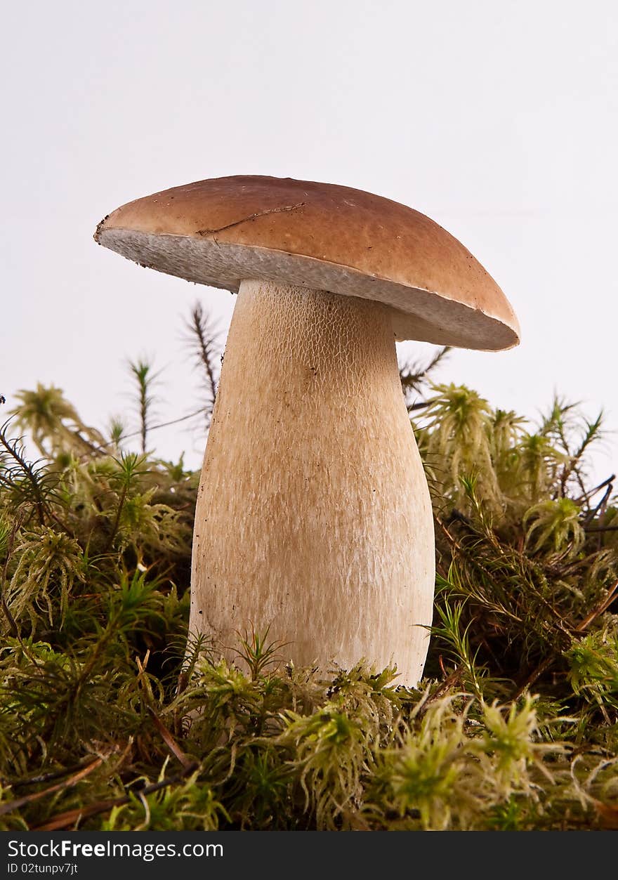 Boletus Edulis And Moss