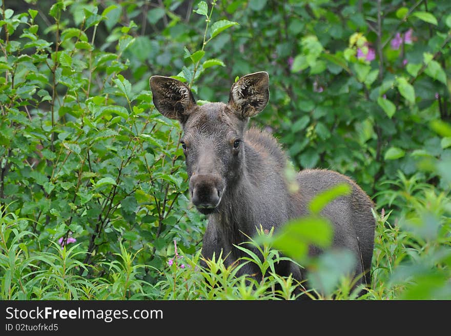 Calf moose in the morning sun. Calf moose in the morning sun