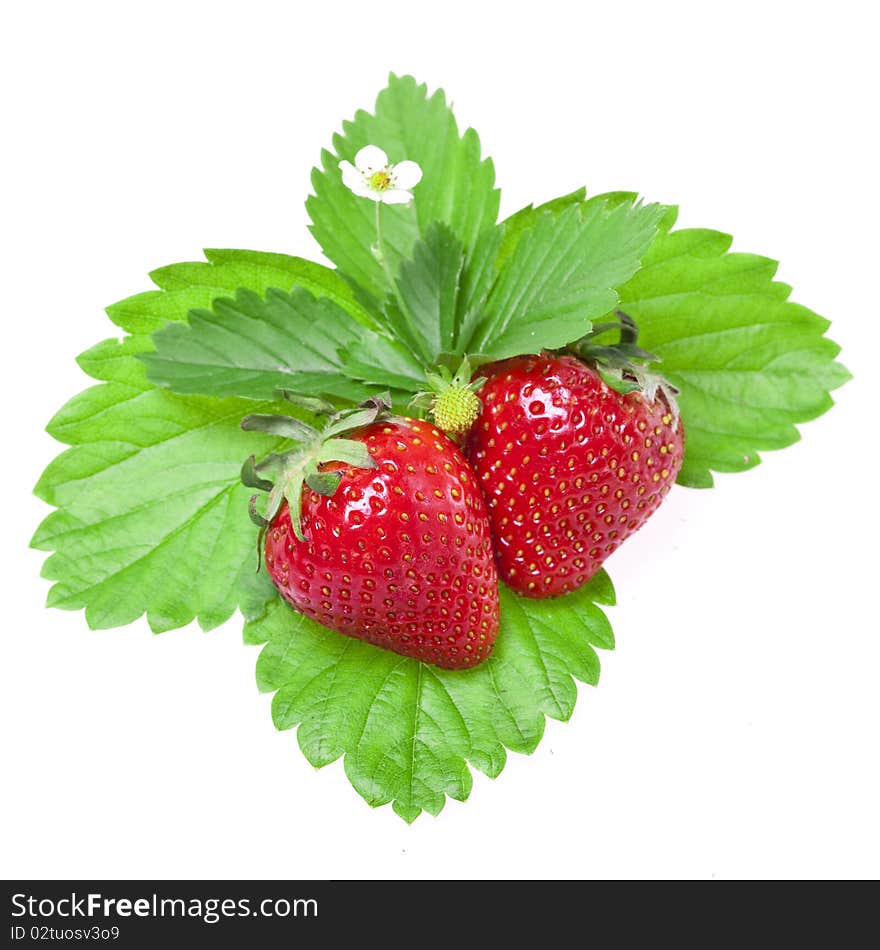 Juicy strawberries on green leafs. Juicy strawberries on green leafs