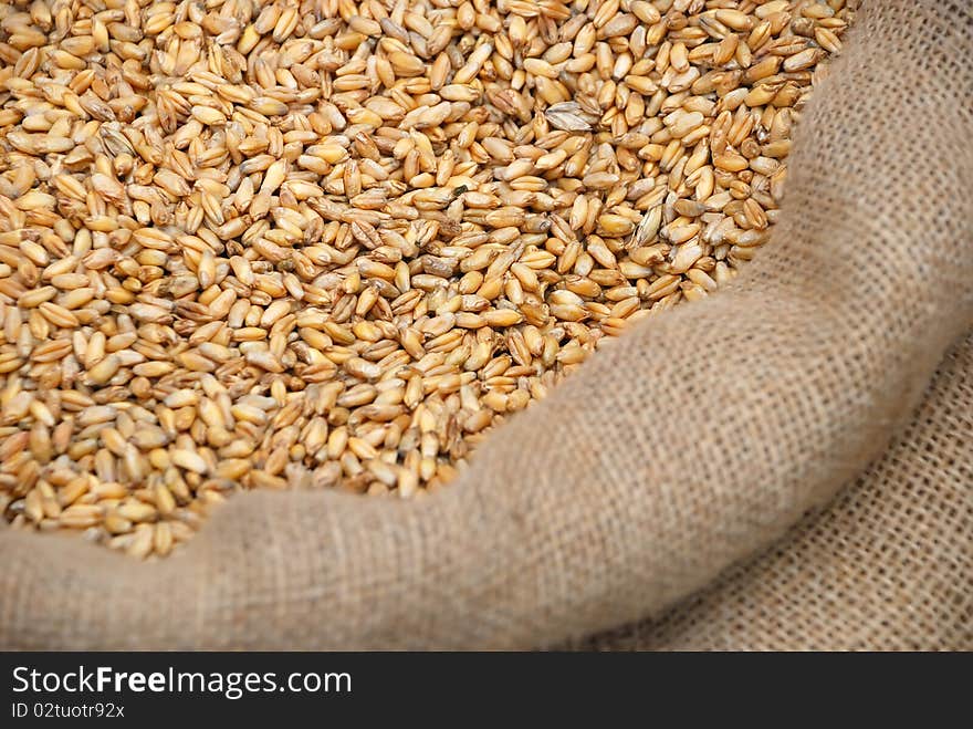 Photo of wheat crop in a bag