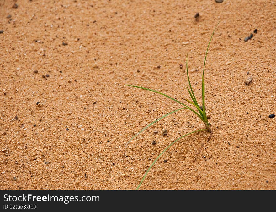 One grass born the sand background