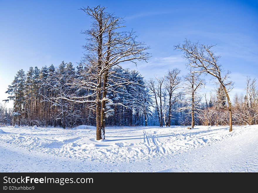 Winter landscape panorama - forest and snow - 22 Megapixel