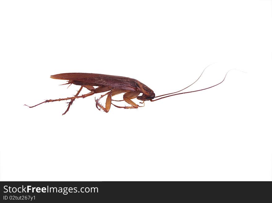 Brown cockroach insect isolated over white