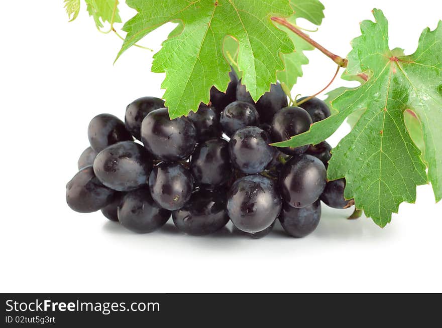 Blue grape isolated on white background. Blue grape isolated on white background