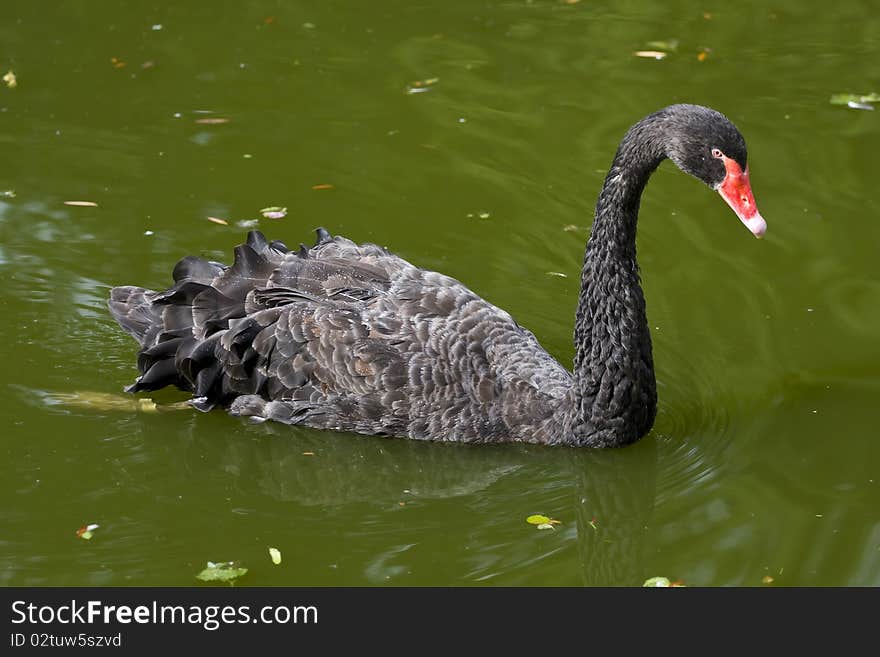 Black Swan - Cygnus Atratus