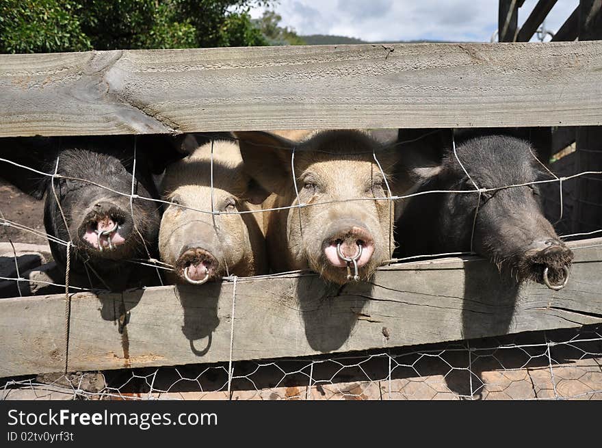 Four pigs poke their heads through a fence. Four pigs poke their heads through a fence.