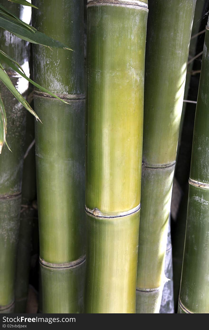 Shot of large bamboo in a portrait format. Shot of large bamboo in a portrait format