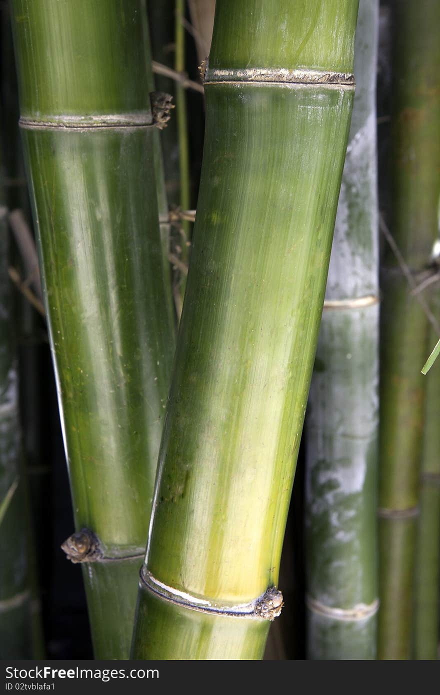 Close up of the trunks of bamboo