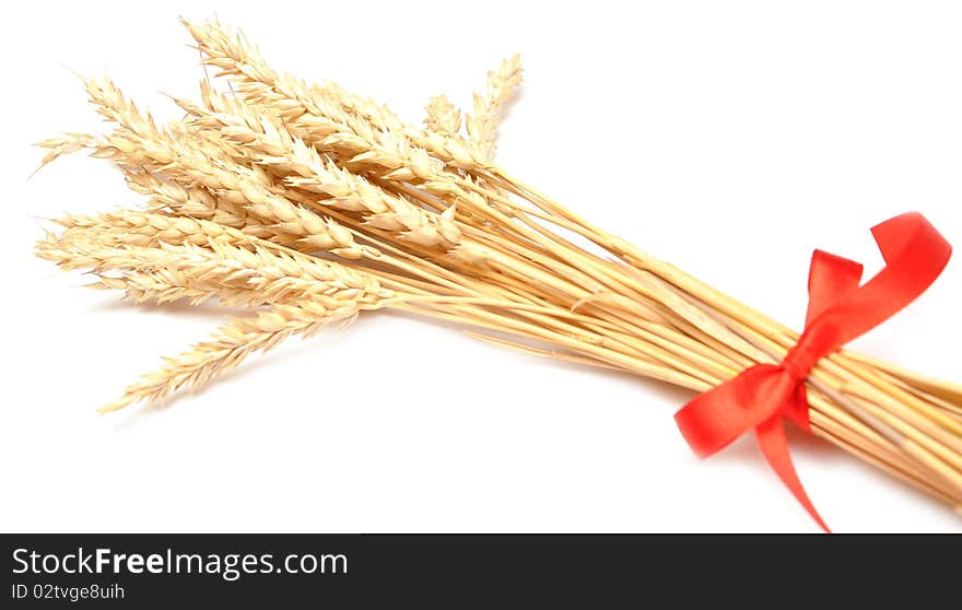 Ears of wheat tied with red ribbon. Ears of wheat tied with red ribbon