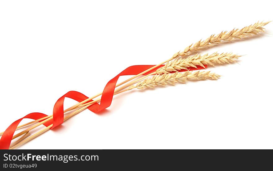 Ears of wheat tied with red ribbon. Ears of wheat tied with red ribbon