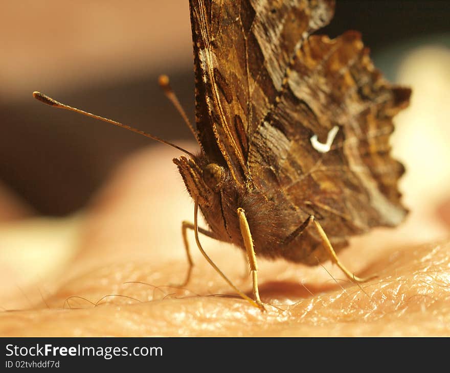 Butterfly, Hydaspe Fritillary