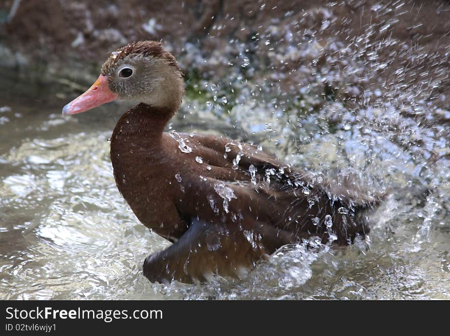 Bathing Duck