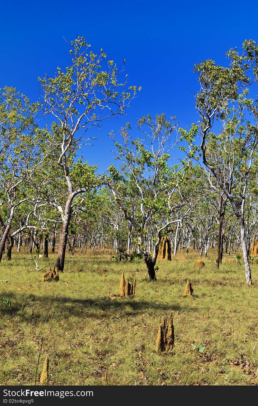 Small cathedral termite mounds (Nasutitermes triodae), Kakadu National Park, Northern Territory, Australia. Small cathedral termite mounds (Nasutitermes triodae), Kakadu National Park, Northern Territory, Australia