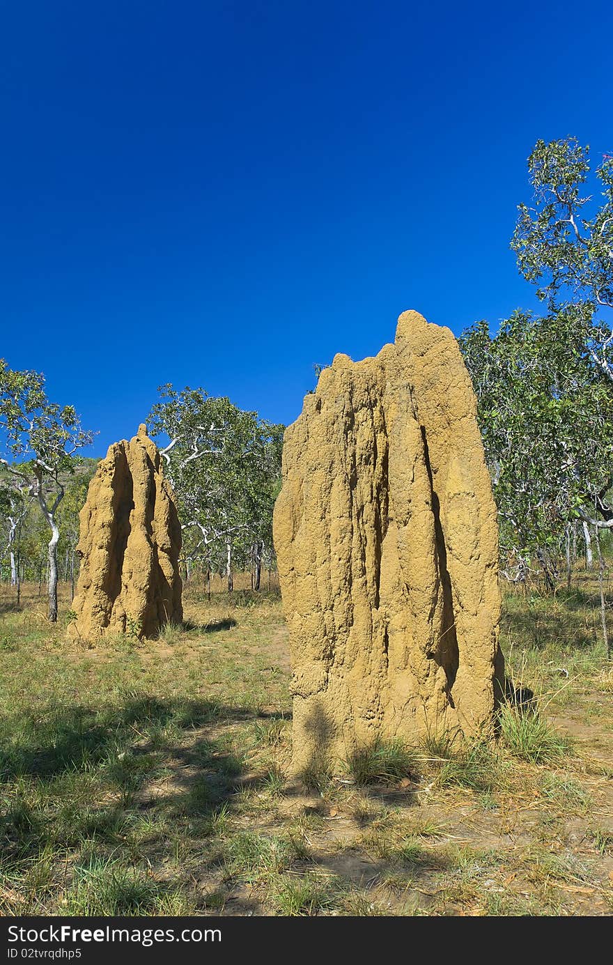 Large cathedral termite mounds