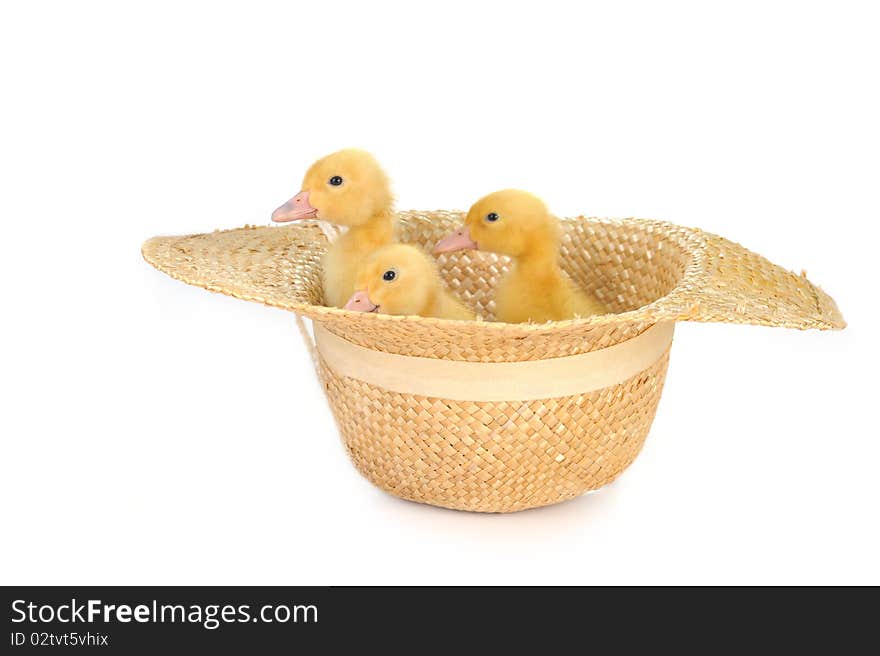 Yellow fluffy ducklings