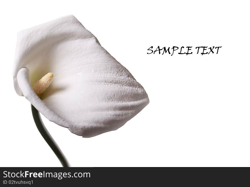 Calla lily isolated on a white background