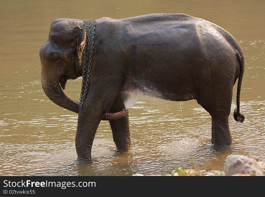 Elephant