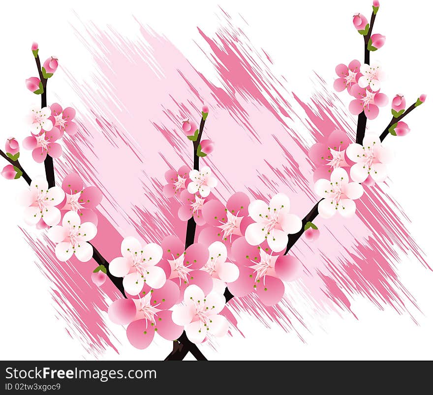 Apricot and Cherries blossoms Illustration. Apricot and Cherries blossoms Illustration.