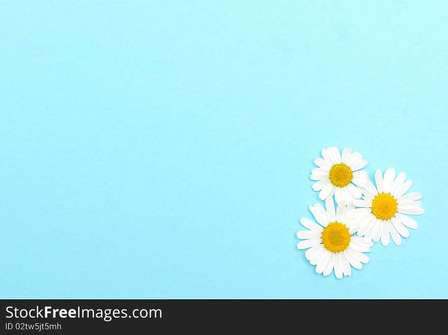 Blue textured paper with daisies. Background