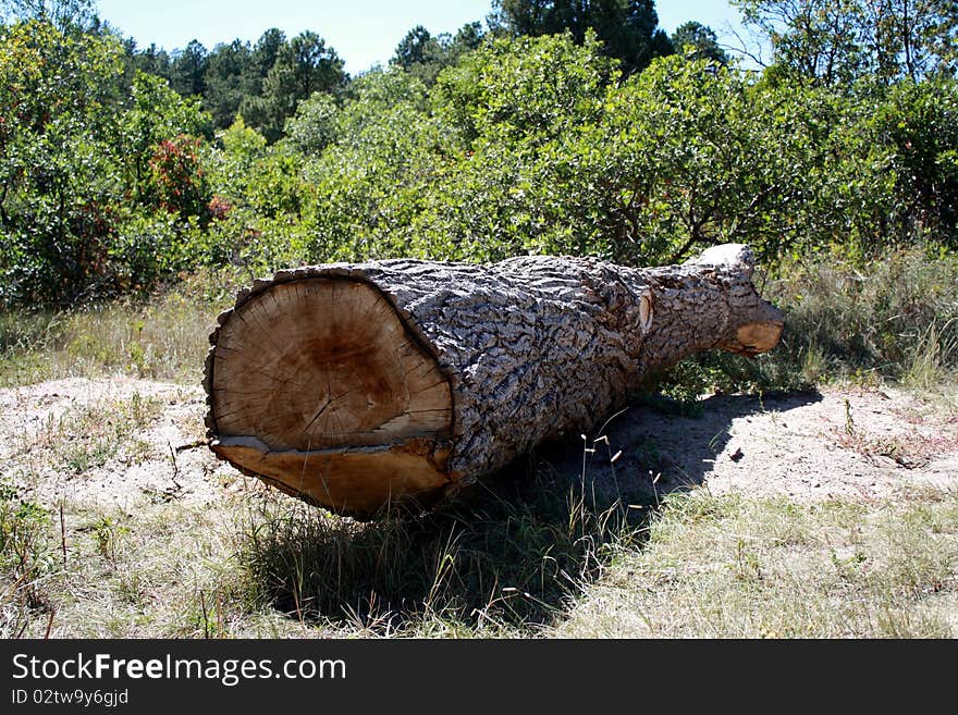 This is a chopped tree trunk fallen in a nature park. This is a chopped tree trunk fallen in a nature park.