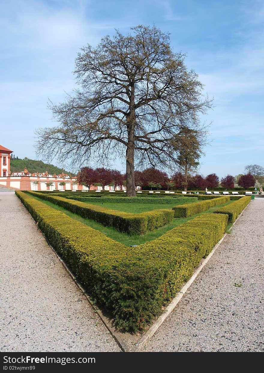 Tree In Garden