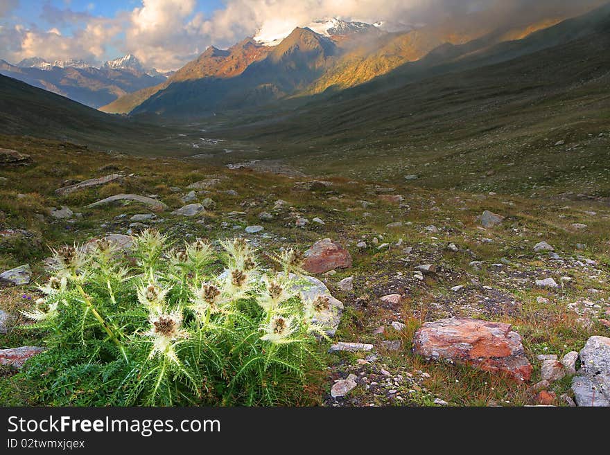 Gavia Pass, Brixia province, Lombardy region, Italy. A thistle after a summer storm at 2651 meters on the sea-level