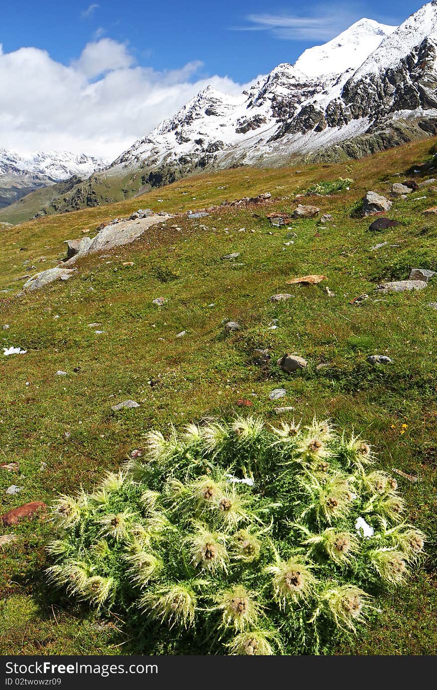 Gavia Pass, Brixia province, Lombardy region, Italy. A thistle after a summer storm at 2651 meters on the sea-level