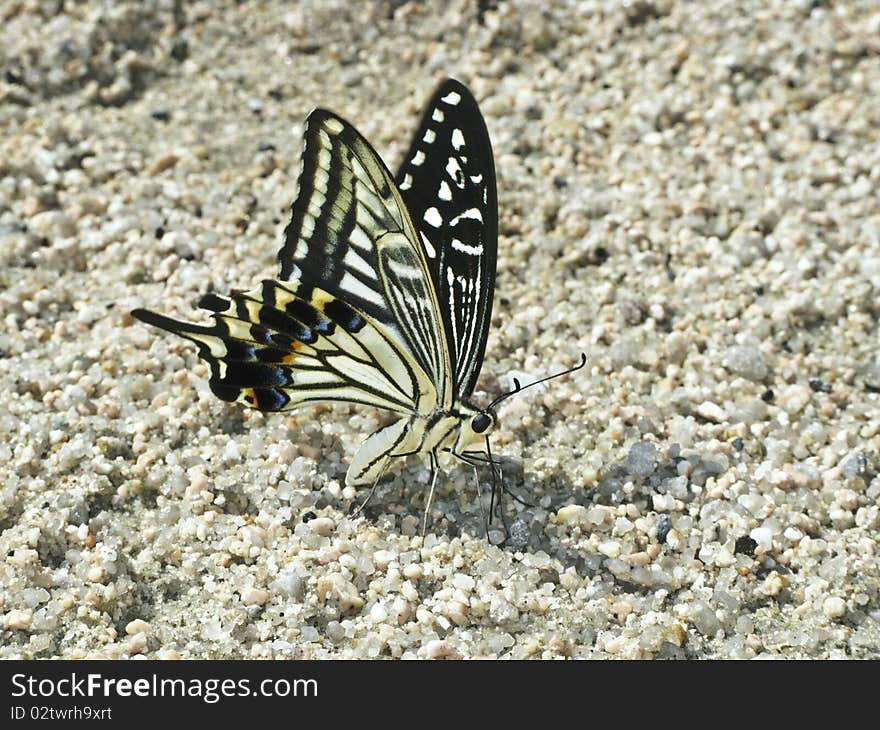 Butterfly on the ground