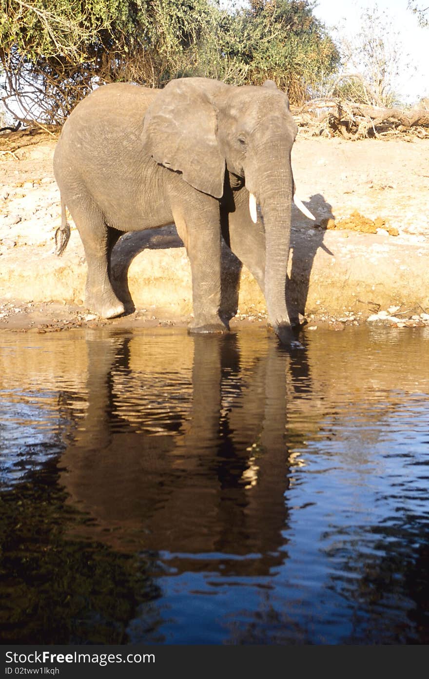 Elephant at the Chobe river, Botswana 2009, Africa