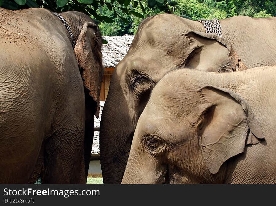 Elephants asian