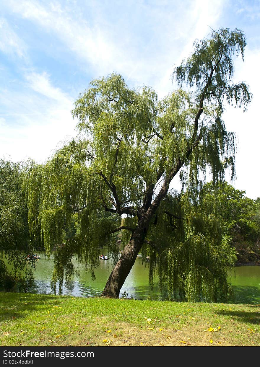 Weeping Willow