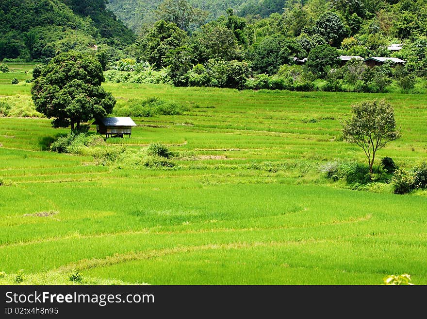 Green Rice Field