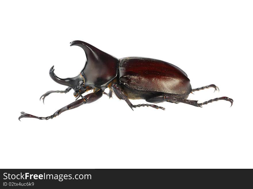 Beetle wing is also known as hard or that Xylotrupes gideon.