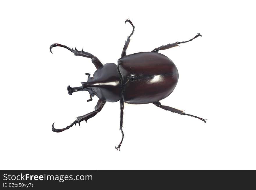 Beetle wing is also known as hard or that Xylotrupes gideon.