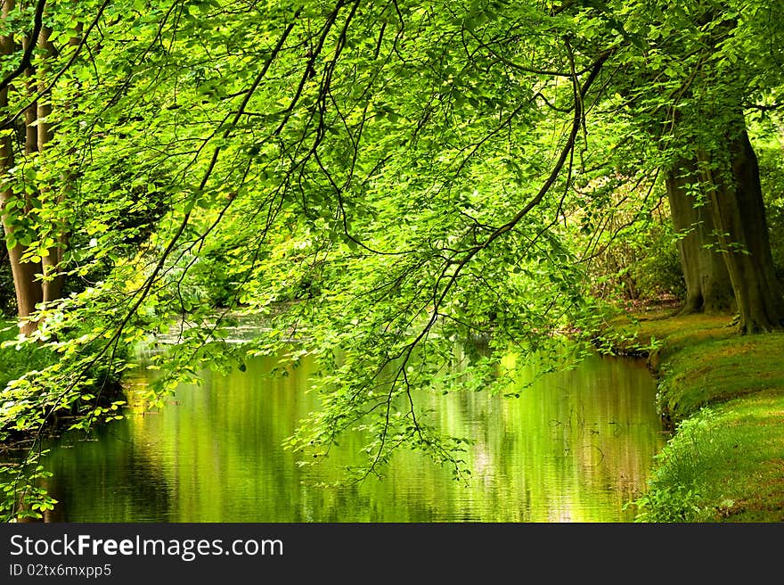 Trees at the riverside in springtime