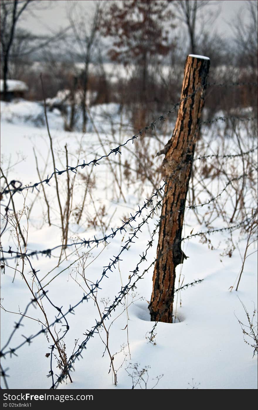 Closeup of barbwire hedge in russian village. Closeup of barbwire hedge in russian village.