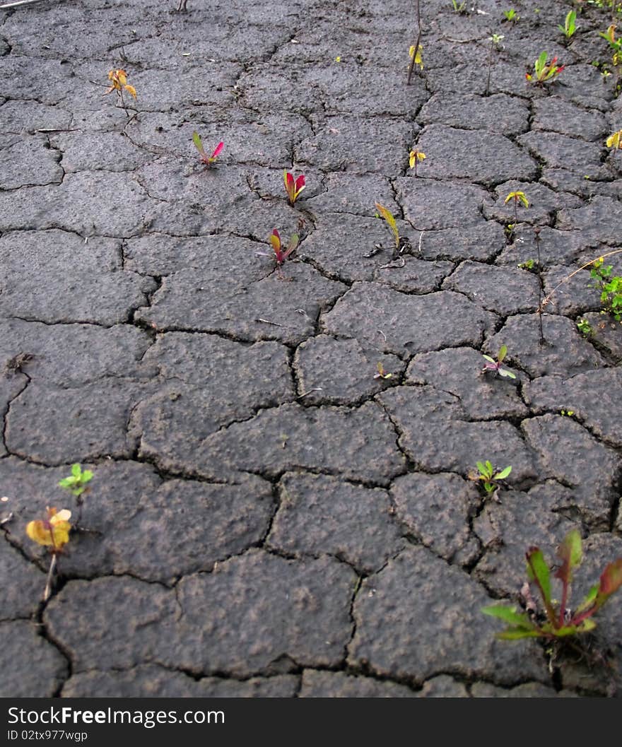 Abnormal heat, drought and crop failure in Russia