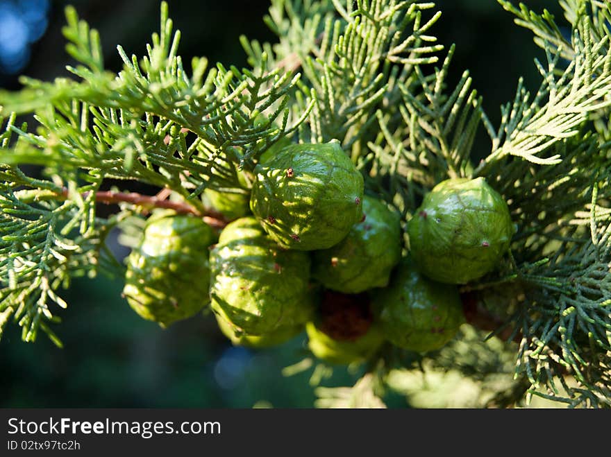 Small lumps on the coniferous tree