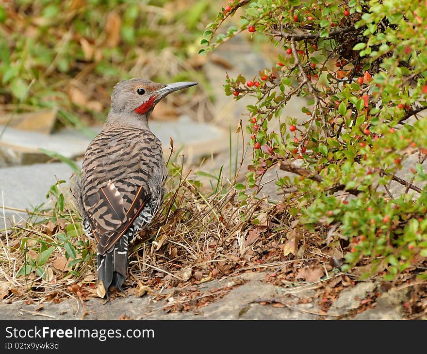 The ground woodpecker