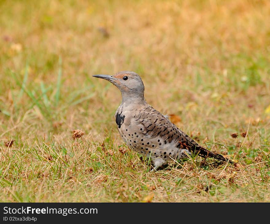 The (female) ground woodpecker