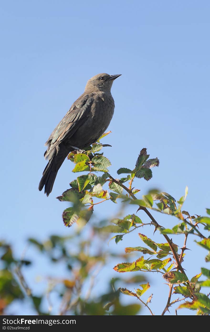 Female Brewer s Blackbird