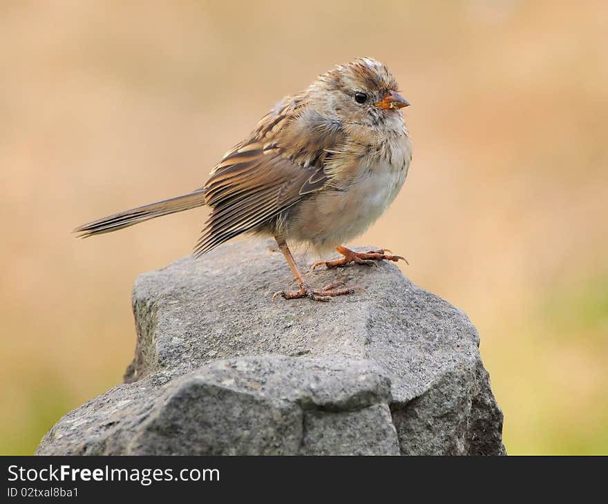 Bird on rock