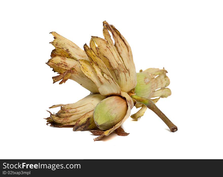 A hazelnut - also known as cobnut or filbert - variety Kent Cob - on a white background. A hazelnut - also known as cobnut or filbert - variety Kent Cob - on a white background