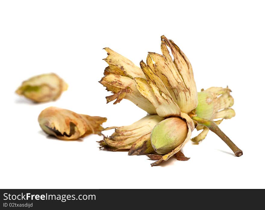 Some hazelnuts cobnuts or filberts on a white background